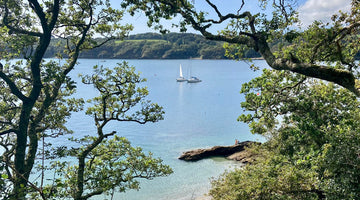 Peaceful river with green leafy trees in foreground, a sailing boat is on the river