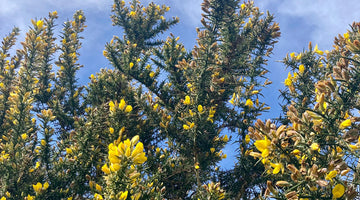 Yellow gorse flowers with blue sky and wispy white clouds in background