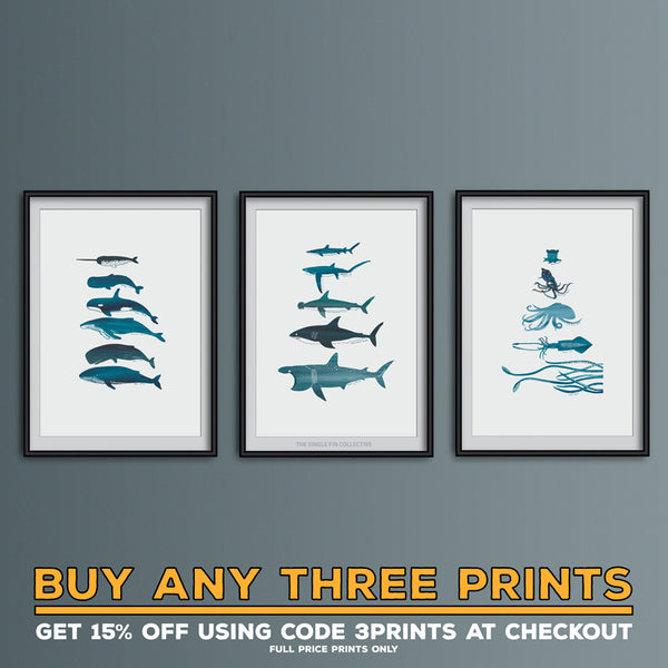 Ray Species Art Print