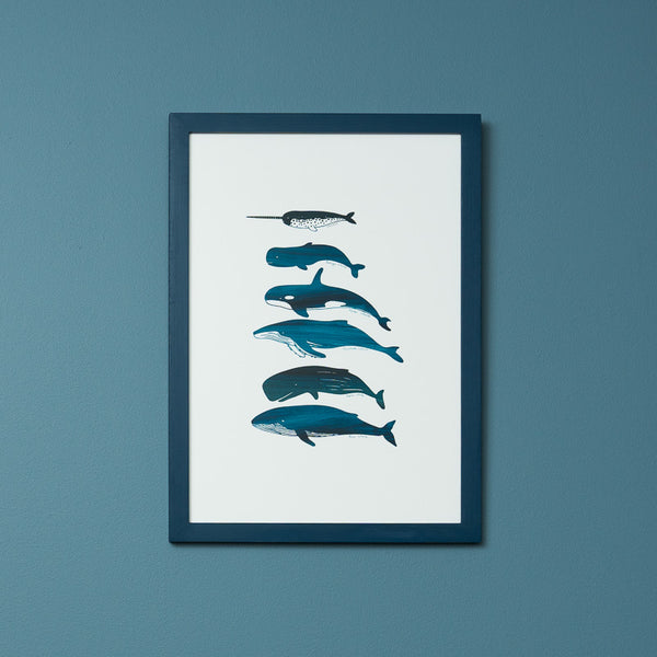 Framed Whale Species Art Print (Click & Collect)