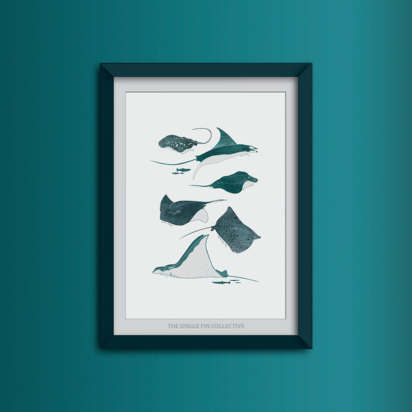 Ray Species Art Print