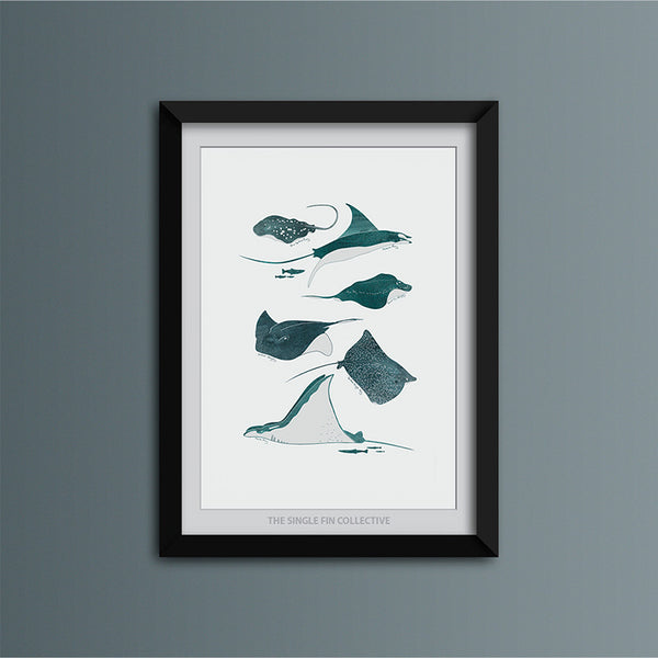 Ray Species Art Print