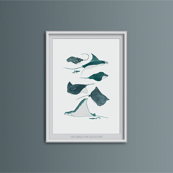 Ray Species Art Print